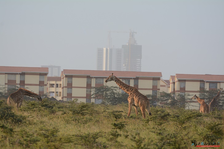 野生動物が住むナイロビナショナルパークはナイロビ市街地に隣接している。マンションのすぐ前で食事中のマサイキリン