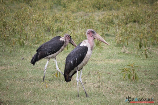 アフリカハゲコウ：羽根を広げると２ｍ以上有る。大型の肉食の鳥。